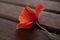 Wild poppy flower in focus with simple wood background