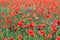 Wild poppy flower in meadow spring season countryside