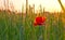 Wild poppy flower, Sunset or dawn, meadow, grass, field, countryside, sky and sun