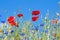 Wild Poppy Flowers And Corn Flowers