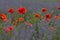 Wild poppy flowers in lavender field. Agricultural concept