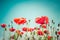 Wild poppy flowers on summer meadow. Floral background