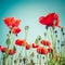 Wild poppy flowers on summer meadow. Floral background