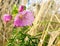 Wild poppy growing on meadow. Purple poppies closeup.