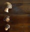 Wild porcini mushrooms
