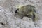 Wild Porcupine in Badlands National Park