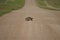Wild porcupine walking across dirt road