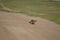 Wild porcupine walking across dirt road