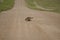 Wild porcupine walking across dirt road