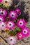 Wild Portulaca Flowers of South Africa