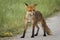 Wild posing fox