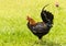 Wild poultry on Kauai soaking wet after rain storm