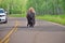 Wild Prairie Bison on roadway