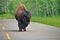 Wild Prairie Bison on roadway