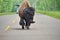 Wild Prairie Bison on roadway