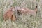 Wild Prairie Dog in South Dakota