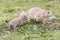 Wild Prairie Dog in South Dakota