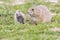 Wild Prairie Dog in South Dakota