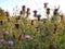 Wild prairie grasses