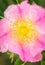 Wild prairie rose macro