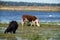 Wild prairy cows eating grass in pasture