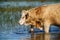 Wild prairy cows eating grass in pasture