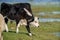 Wild prairy cows eating grass in pasture