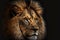 wild predators of africa portrait of head of furry lion on black background