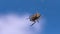 Wild predatory spider on web. Creative. Large spider on web on background of blue sky. Spider sits on web in summer