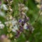 Wild predatory wasp spider, Argiope bruennichi, with striking yellow and black stripes on abdomen, catch prey in its