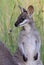 A wild pretty faced wallaby joey in the Gold Coast Hinterland mountains