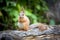 Wild pretty squirrel sitting on log