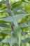 Wild Prickly Lettuce Leaves- Lactuca scariola