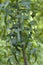 Wild Prickly Lettuce Leaves- Lactuca scariola