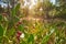 Wild prickly pear in nopal plant in Mediterranean