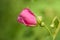 Wild Prickly Rose - Rosa acicularis - Emergence
