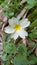 Wild Primrose Flower