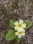 Wild primrose flower, early spring. Primula vulgaris.