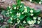 Wild Primroses in forest