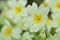 Wild primroses primula vulgaris