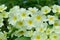 Wild primroses primula vulgaris