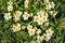 Wild Primroses - Primula vulgaris, Croome Park, Worcestershire