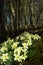 Wild Primroses (Primula vulgaris) in a woodland setting
