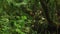 Wild Pristine Untouched Mossy Forest. Close Up