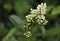 Wild Privet Flower