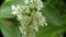 Wild privet flower with green leaves