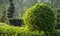 Wild Privet Ligustrum hedge nature texture A sample of topiary art