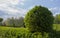 Wild Privet Ligustrum hedge nature texture A sample of topiary art