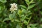 Wild privet ligustrum vulgare flowers