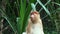 Wild Proboscis monkey or Nasalis larvatus.